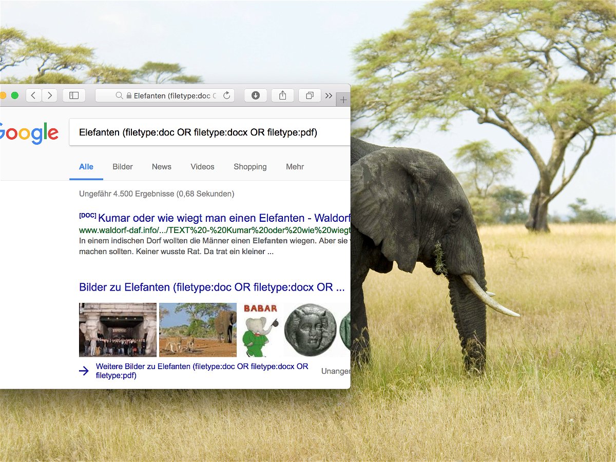 google-elefant
