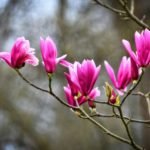 magnolia-3317190