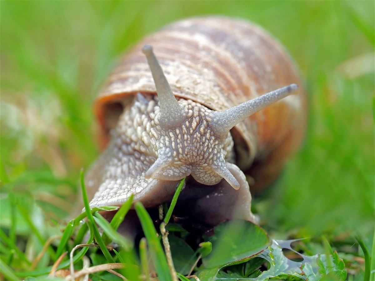 snail 1502214 1280