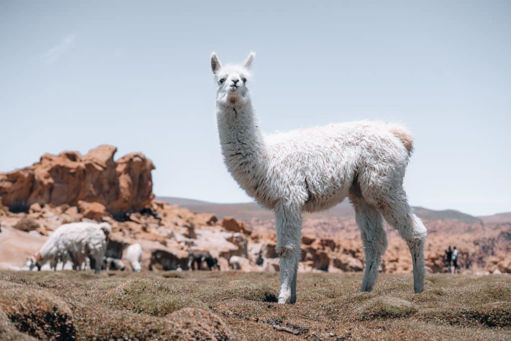 photo of lamas in south america during salt flat uyuni tour